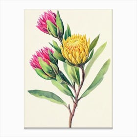 Proteas 1 Vintage Flowers Flower Canvas Print