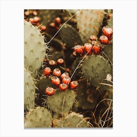 Prickly Pear Cactus Canvas Print