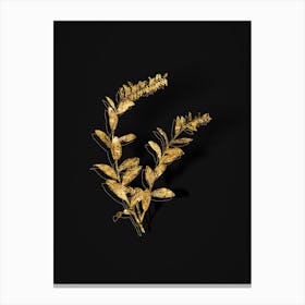 Vintage Andromeda Marginata Bloom Botanical in Gold on Black n.0608 Canvas Print