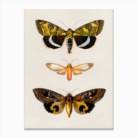 Three Moths Canvas Print Canvas Print