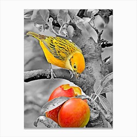 Bird Eats An Apple Canvas Print