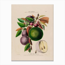 Fruit And Nut Canvas Print