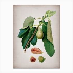 Vintage Monaco Fig Botanical on Parchment n.0010 Canvas Print