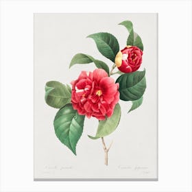 A Selection Of The Most Beautiful Flowers, Pierre Joseph Redouté Canvas Print
