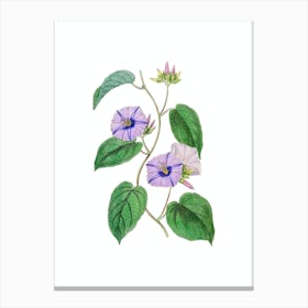 Vintage Hoary Jacquemontia Flower Botanical Illustration on Pure White n.0731 Canvas Print