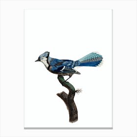 Vintage Blue Jay Bird Illustration on Pure White Canvas Print