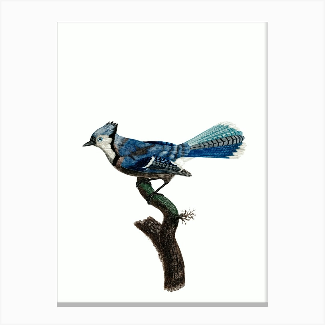 Flying Blue Jay Art Print by GraphicalNature