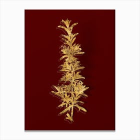 Vintage Rosemary Botanical in Gold on Red n.0177 Canvas Print
