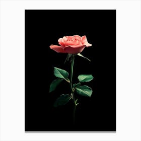 Single Pink Rose On Black Background 4 Canvas Print