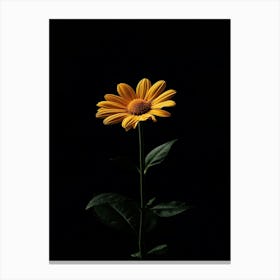 Single Yellow Daisy Canvas Print