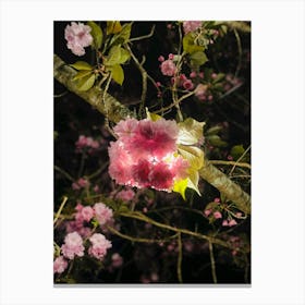 Japaneese Cheery Canvas Print