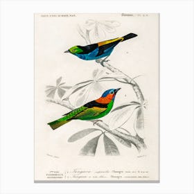 Different Types Of Birds, Charles Dessalines D'Orbigny 17 Canvas Print