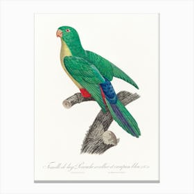 Crossbreed Between Rose Ringed Parakeet And Blue Rumped Parrot, Female From Natural History Of Parrots, Francois Levaillant Canvas Print