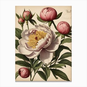 Peonies Canvas Print