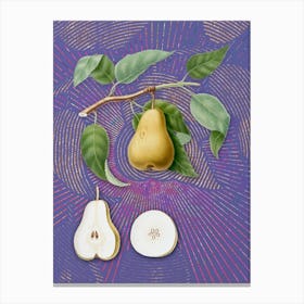 Vintage Pear Botanical Illustration on Veri Peri n.0118 Canvas Print