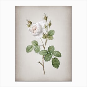 Vintage White Misty Rose Botanical on Parchment n.0592 Canvas Print