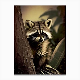 Raccoon Behind Tree Vintage Photography Canvas Print