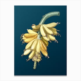 Vintage Banana Botanical Art on Teal Blue n.0540 Canvas Print