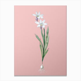 Vintage Ixia Liliago Botanical on Soft Pink Canvas Print