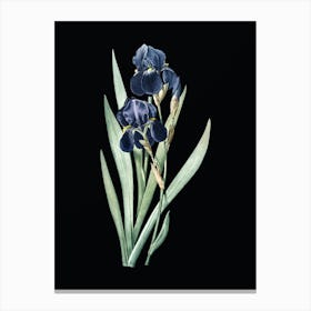 Vintage German Iris Botanical Illustration on Solid Black Canvas Print