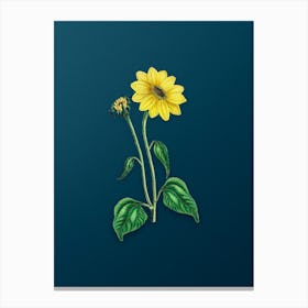 Vintage Trumpet Stalked Sunflower Botanical Art on Teal Blue n.0089 Canvas Print