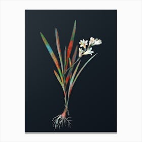 Vintage Gladiolus Xanthospilus Botanical Watercolor Illustration on Dark Teal Blue n.0655 Canvas Print