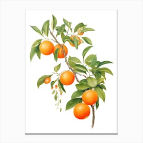 Oranges On A Tree 1 Canvas Print