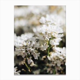 White Flowers Canvas Print