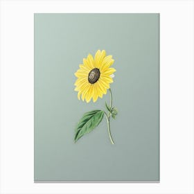 Vintage California Sunflower Botanical Art on Mint Green n.0204 Canvas Print