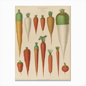 Carrots Canvas Print