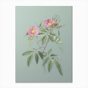 Vintage Pink Swamp Roses Botanical Art on Mint Green n.0219 Canvas Print