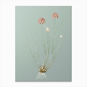 Vintage Allium Globosum Botanical Art on Mint Green n.0117 Canvas Print