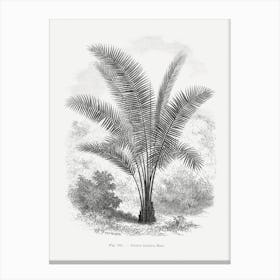 Vintage Palm Tree Drawing Canvas Print