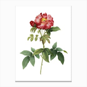 Vintage Provins Rose Botanical Illustration on Pure White n.0165 Canvas Print