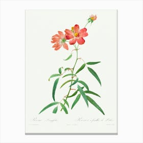 Rosa Longifolia, Pierre Joseph Redoute Canvas Print