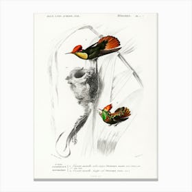 Different Types Of Birds, Charles Dessalines D'Orbigny 2 Canvas Print