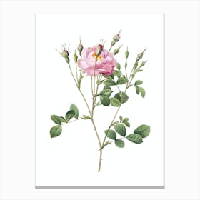 Vintage Anemone Sweetbriar Rose Botanical Illustration on Pure White n.0394 Canvas Print