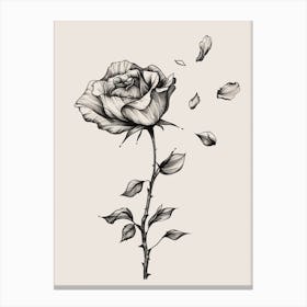 English Rose Petals Line Drawing 4 Canvas Print