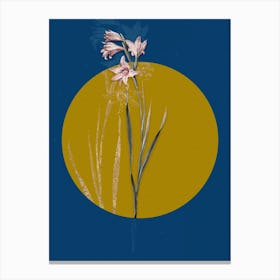 Vintage Botanical Painted Lady on Circle Yellow on Blue n.0298 Canvas Print
