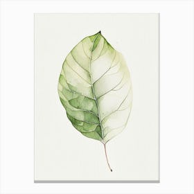 Potato Leaf Minimalist Watercolour 1 Canvas Print