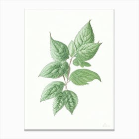 Mint Leaf Illustration 1 Canvas Print