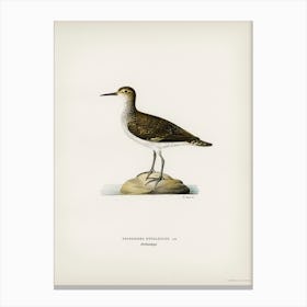 Sandpiper, The Von Wright Brothers Canvas Print