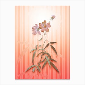 Peach Leaved Rose Vintage Botanical in Peach Fuzz Awning Stripes Pattern n.0153 Canvas Print