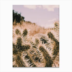 Warm Desert Cactus Canvas Print