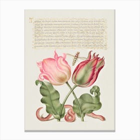 Tulips, Insect, And Worm From Mira Calligraphiae Monumenta Or The Model Book Of Calligraphy, Joris Hoefnagel Canvas Print
