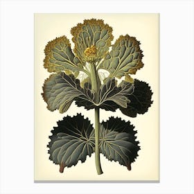 Coltsfoot Herb Vintage Botanical Canvas Print