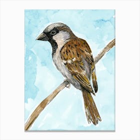 House sparrow colored ink drawing Canvas Print
