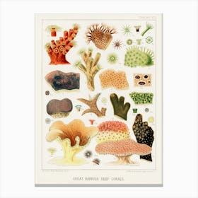 Great Barrier Reef Corals Canvas Print