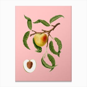 Vintage Peach Botanical on Soft Pink n.0050 Canvas Print