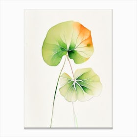 Nasturtium Leaf Minimalist Watercolour 2 Canvas Print